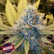 Moxie Seeds Viper City O.G